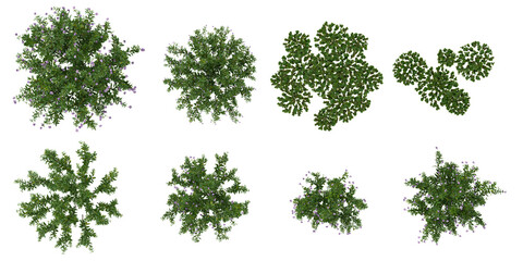 set of Marchantia,Lysionotus flower plants on transparent background from the top view