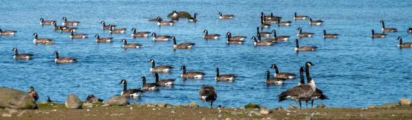Canada geese swimming on the shores the Saguenay fjord,  Quebec, Canada