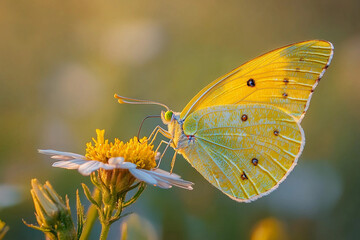 Obraz premium Bright yellow butterfly resting on a flower during sunset