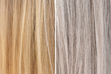 Close-up of young blonde woman's dyed hair before and after toning. Result of coloring,...