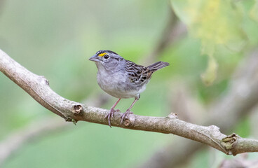 sparrow on branch