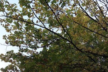 Obraz premium leaves against the sky