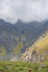 Fototapeta premium Mountain landscape. summer day in wild mountains with coniferous forest and rocky slopes. Venue: Georgian Kazbegi Mountains. atmosphere of sunlight clouds, wallpapers. Discover the beauty of earth
