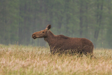 Łoś - Alces alces © Michal Przystas