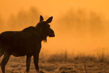 Łoś we mgle o wschodzie słońca © Michal Przystas