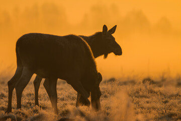Łoś we mgle o wschodzie słońca © Michal Przystas
