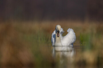 Łabędź niemy (Cygnus olor) © Michal Przystas