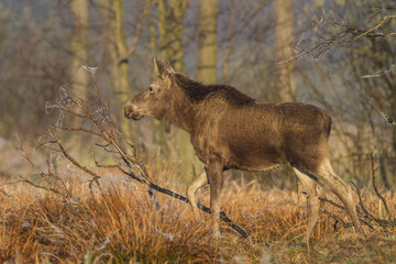 Łoś - Alces alces © Michal Przystas