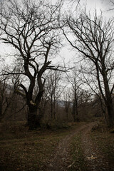 Landscape with beautiful fog in forest on hill or Trail through a mysterious winter forest with autumn leaves on the ground. Road through a winter forest. Magical atmosphere. Azerbaijan nature