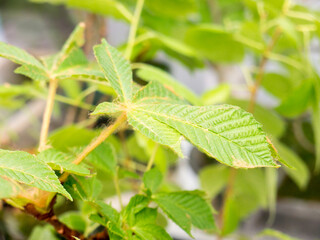 Chestnut Leafs objects and background.