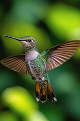 Fototapeta premium A hummingbird hovers delicately in a vibrant green garden during a sunny afternoon