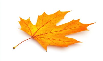 Fototapeta premium Isolated autumn maple branch with leaves
