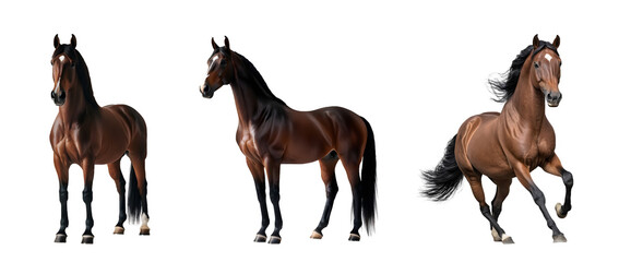 horse standing and galloping with transparent background