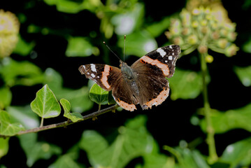 Red admiral butterfly (Vanessa Atalanta) perched on hedge (hedera helix) in Zurich, Switzerland