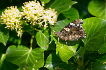 Red admiral butterfly (Vanessa Atalanta) perched on hedge (hedera helix) in Zurich, Switzerland