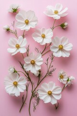 Fototapeta premium Delicate white flowers and tiny blossoms against a soft pink background in a serene arrangement