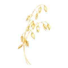Oat stalk with clusters of golden-yellow oat grains. Avena sativa composition. Watercolor clipart for use in artisanal product designs, rustic wedding invitations, or organic skincare packaging