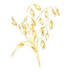 Naklejka premium Oat stalk watercolor clipart with golden-yellow grains and leaf. Herbs and cereal bouquet. Perfect for use in botanical prints, eco-conscious product designs, or organic food packaging