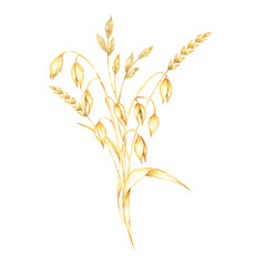 Oat stems and herbs bouquet with multiple clusters of golden-yellow grains hanging loosely. Watercolor clipart design for healthy food branding, eco-friendly packaging, or natural wellness products
