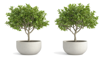 Tropical House Trees in Modern Pots Against a Transparent Background Generative AI