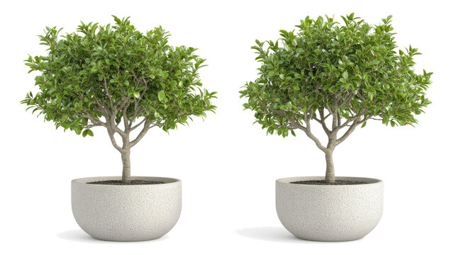 Tropical House Trees in Modern Pots Against a Transparent Background Generative AI
