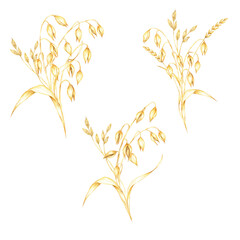 Set of oat cereal plant compositions. Avena sativa bouquets. Watercolor clipart bundle. Ideal for use in botanical prints, organic product packaging, cosmetics or eco-friendly merchandise designs