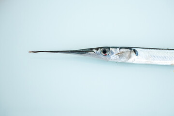 rare baby swordfish in close-up