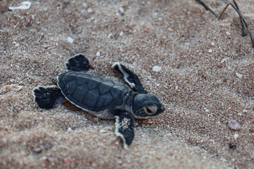 Picture of a newborn turtle at the beach. Cute baby green turtle in the middle of the sand and small rocks. Hatchlings season in Exmouth, Western Australia.