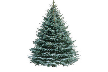 Red Balsam Fir Christmas tree isolated on transparent background, png file, no background png file