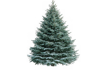 Red Balsam Fir Christmas tree isolated on transparent background, png file, no background png file