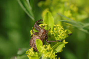 Xysticus sp.
Xysticus sp. in its natural element
