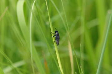 Dioctria atricapilla
Dioctria atricapilla in its natural element
