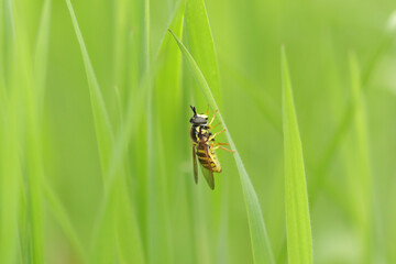 Chrysotoxe prudent (Chrysotoxum cautum)
Chrysotoxum cautum in its natural element
