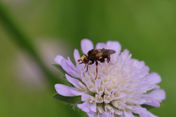Sicus ferrugineus
Sicus ferrugineus on an unidentified flower or plant
