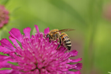 Abeille domestique --- Abeille mellifère (Apis mellifera)
Apis mellifera on an unidentified flower or plant
