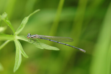Agrion à larges pattes --- Pennipatte bleuâtre (Platycnemis pennipes)
Platycnemis pennipes in its natural element


