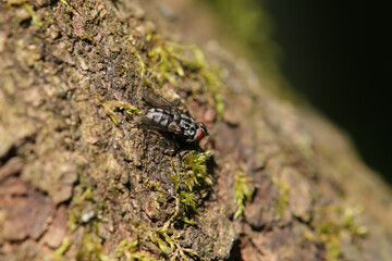 Mouche à damier (Sarcophaga spec.)
Sarcophaga spec. on an unidentified flower or plant
