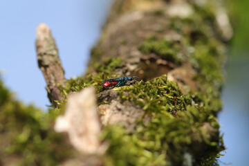 Guêpe-Coucou (Chrysis ignita)
Chrysis ignita in its natural element
