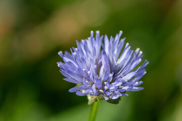 Macro shot of a blue bonnet (jasione montana) flower