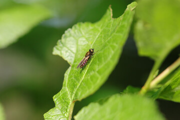 Chloromie agréable (Chloromyia formosa)
Chloromyia formosa in its natural element

