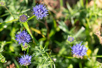 Blue bonnet (jasione montana) flowers in bloom