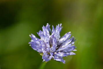 Macro shot of a blue bonnet (jasione montana) flower