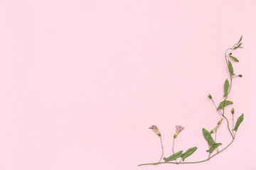 Fototapeta premium Dried flowers on pink background