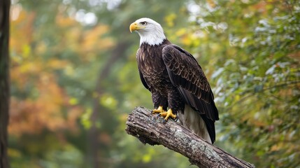 Fototapeta premium Majestic Bald Eagle