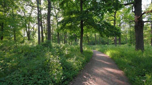 Walk in the summer forest. The rays of the sun break through the branches of trees. Green grass, trees in yellow, green, red leaves. Beautiful path in the forest.