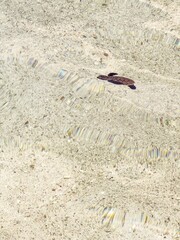 Hawksbill sea turtle hatchling