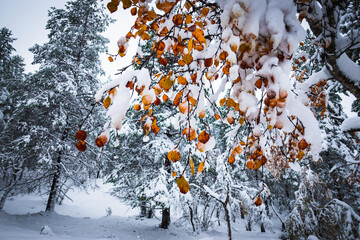 Golden leaves under fresh powder snow on snow covered spruce trees and forest during white winter day somewhere in the arctic Lapland evokes end of the autumn, solitude, wilderness, cold, Finland