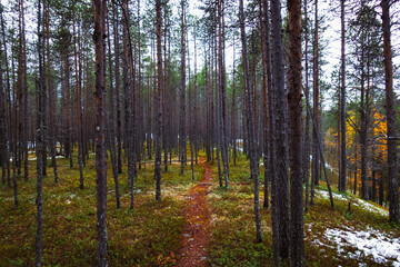 Retreat to scandinavia nature via tiny path in arctic Lapland leading through the dark nordic forest into the Finnish wilderness during late autumn when hiking in Urho Kekkonen national park, Finland