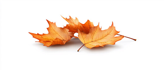 Closeup of Three Autumn Maple Leaves Isolated on White Background, Closeup of Three Autumn Maple Leaves Isolated on White Backgroun