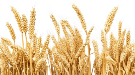 Collection of Golden Wheat Stalks From Expansive Wheat Fields Generative AI